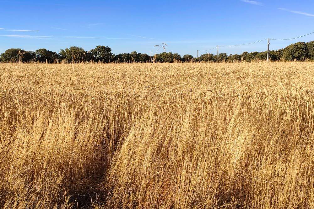 Trigales en Sitramina Sitrama de Tera