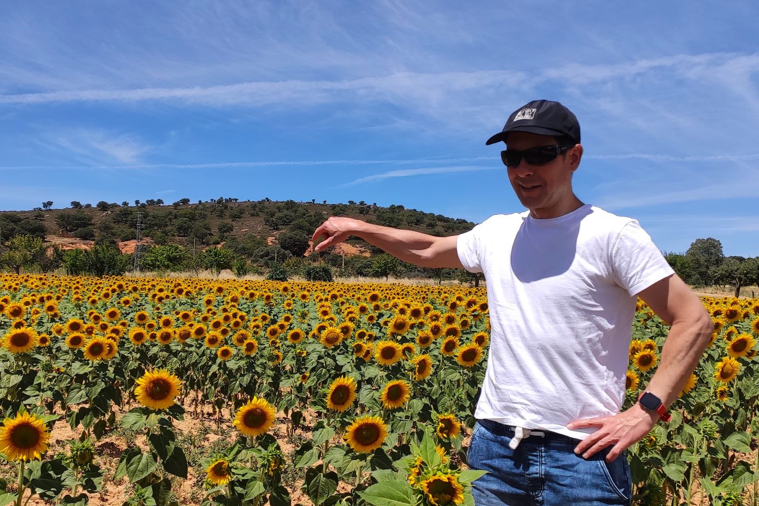 Girasoles Sitrama de Tera