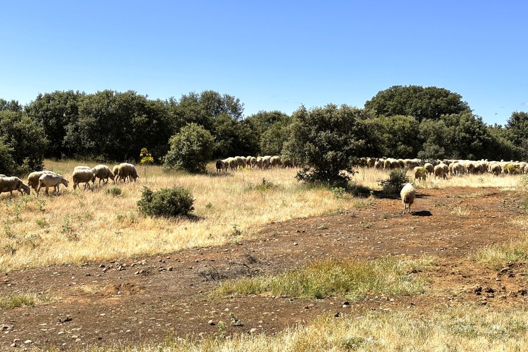 Reba&ntilde;o de ovejas en monte de Sitrama