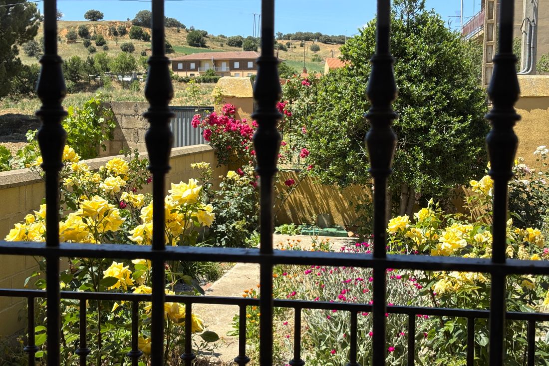 Floraci&oacute;n de rosas en Sitrama de Tera