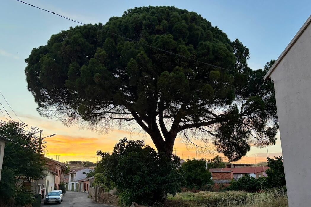 Gran pino de Sitrama de Tera
